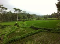 Villa Kelusa, Blick auf Rice Fields