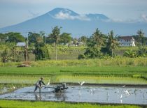 Villa Babadan, Ver a los campos de arroz